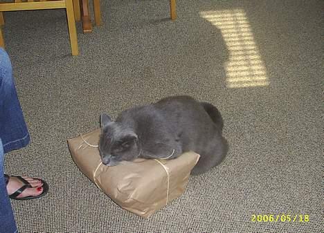 Blanding af racer Futte billede 13