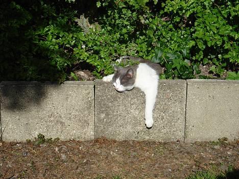 Huskat Kelly - Kelly :D billede 1