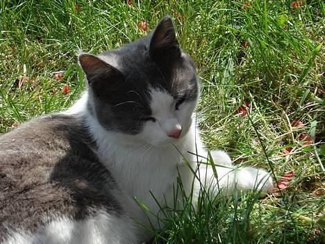 Huskat Kelly - Dejlig skygge! billede 2