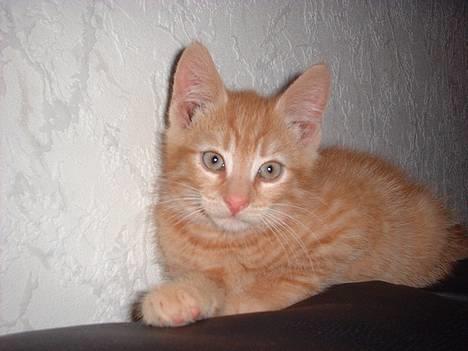 Blanding af racer Eddie - det er så mig eddie billede 1