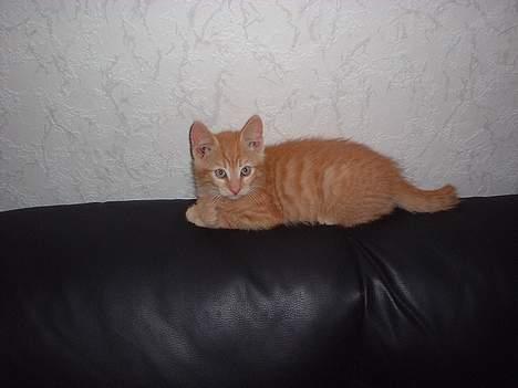 Blanding af racer Eddie - her på sofaen er det mig der bestemmer billede 2