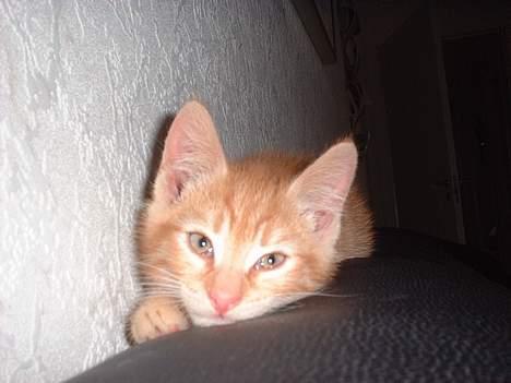 Blanding af racer Eddie - far jeg gider ikke og fotograferes mere! billede 3