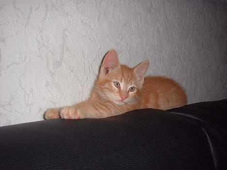 Blanding af racer Eddie - er jeg ikke bare dejlig?? billede 4