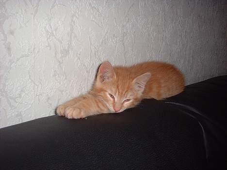 Blanding af racer Eddie - lige før jeg sover billede 5