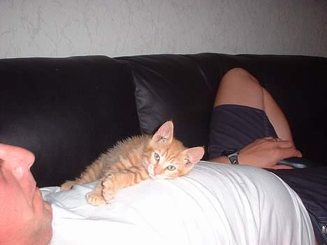 Blanding af racer Eddie - det er dejligt og ligge ved far! billede 6