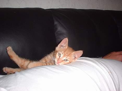 Blanding af racer Eddie - prøver og flytte min far. billede 7