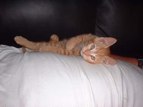 Blanding af racer Eddie - nå ja hvis jeg ikke kan flytte ham så kan jeg da ligge på ham!! billede 8