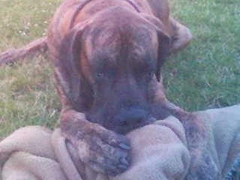 Blanding af racer Eddie - Ham her er jeg i familie med  verdens bedste "FJØLNER" gi ham point på hundegalleri billede 9