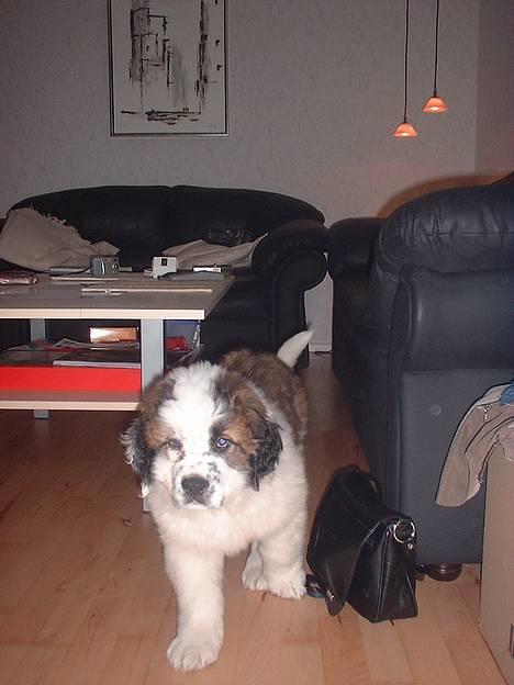 Blanding af racer Eddie - Her er så fjølner´s søster da hun var hvalp er hun ikke sød? Men dog ikke lige så sød som mig!! billede 10