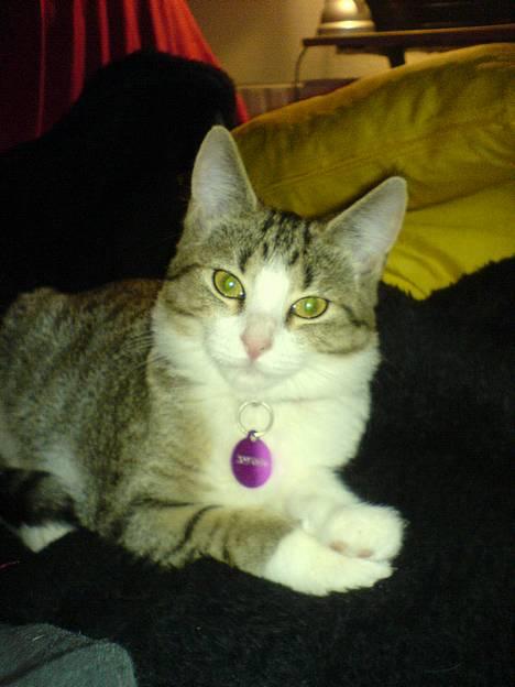 Blanding af racer Paprika - Min fine misser er nu ved at blive voksen - hun er nu ca. 4 ½ måned billede 1