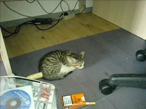 Blanding af racer Paprika - Så faldt hun da lidt til ro... det er ikke tit man ser hende sove :-) Som I kan se har hun også formået at smide en pakke cigaretter på gulvet :-) billede 2