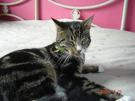 Huskat Gonzo - Savner ham :(! - Dovendyret Gonzo =D billede 1