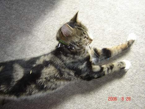 Huskat Gonzo - Savner ham :(! billede 2