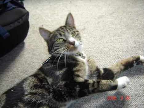 Huskat Gonzo - Savner ham :(! billede 3