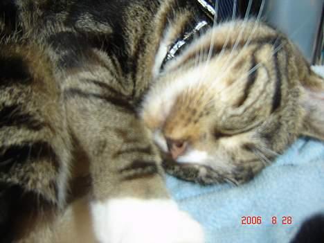 Huskat Gonzo - Savner ham :(! billede 4