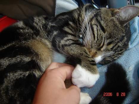 Huskat Gonzo - Savner ham :(! billede 5