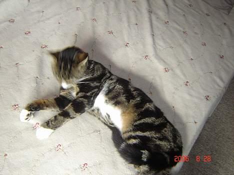 Huskat Gonzo - Savner ham :(! billede 6