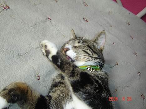 Huskat Gonzo - Savner ham :(! billede 7