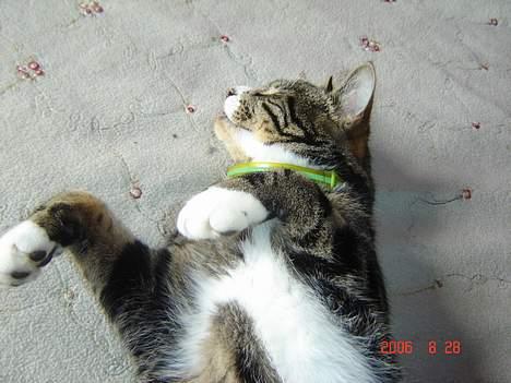 Huskat Gonzo - Savner ham :(! billede 8