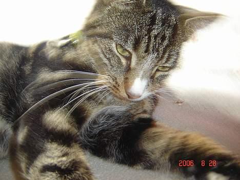 Huskat Gonzo - Savner ham :(! billede 9