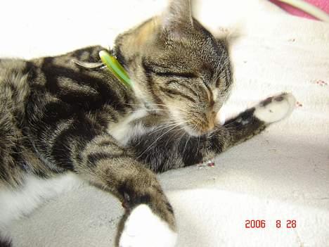 Huskat Gonzo - Savner ham :(! billede 10