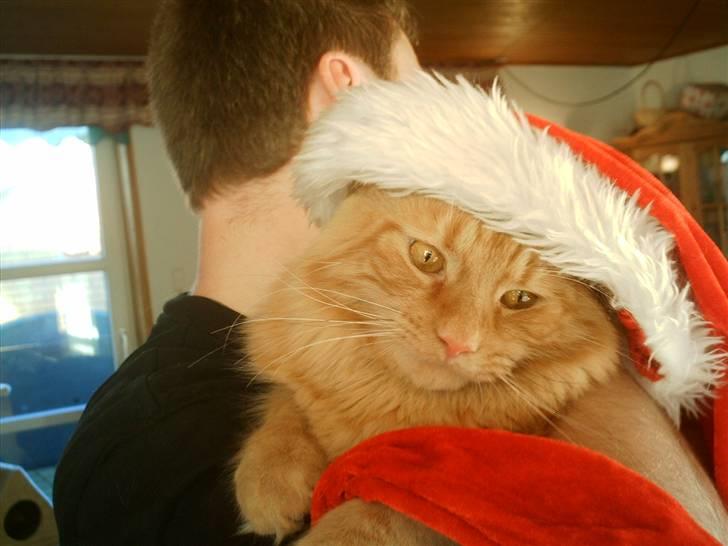 Blanding af racer Garfield - Garfield billede 1