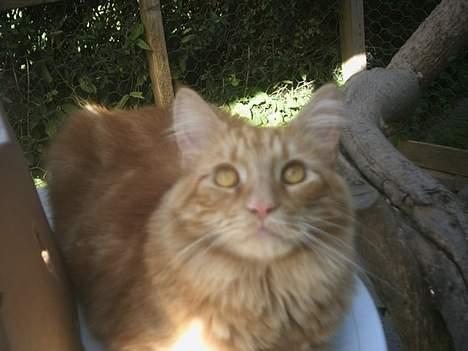 Blanding af racer Garfield billede 2