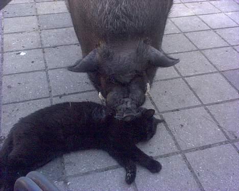 Huskat Tyson - Har du også prøvet at få massage af en gris? billede 10