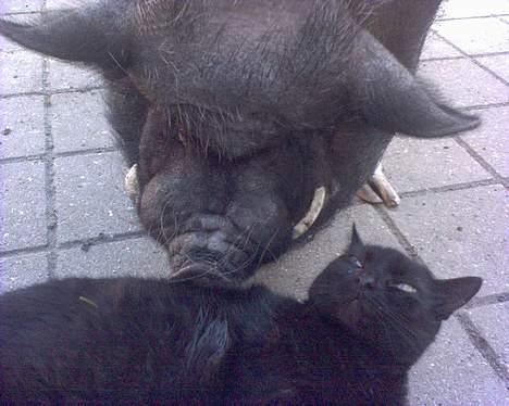 Huskat Tyson - Har du også prøvet at få massage af en gris? billede 11