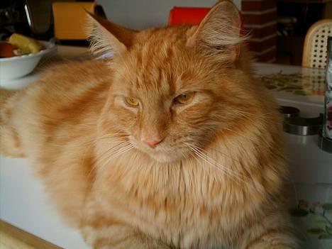 Blanding af racer Garfield billede 3