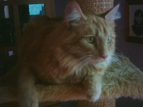 Blanding af racer Garfield billede 4