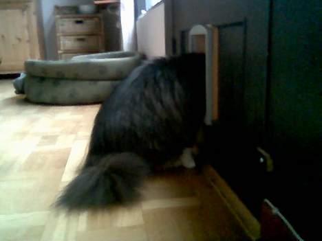 Blanding af racer Pjuske - Sidder lige og kigger ud af kattelemmen.. ingen grund til at bevæge sig ud i kulden, hvis der ikke er noget spændende derude billede 13