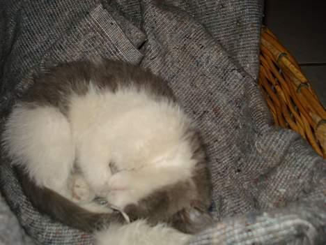 Huskat Kelly - Første aften hjemme billede 3