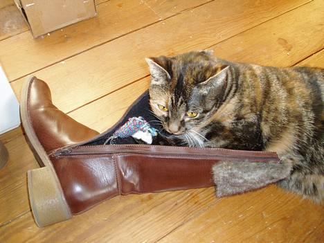 Huskat Rumlemor - Den bestøvlede kat!! Hun eeeelsker støvler, og de er endnu bedre med mus i!! billede 15