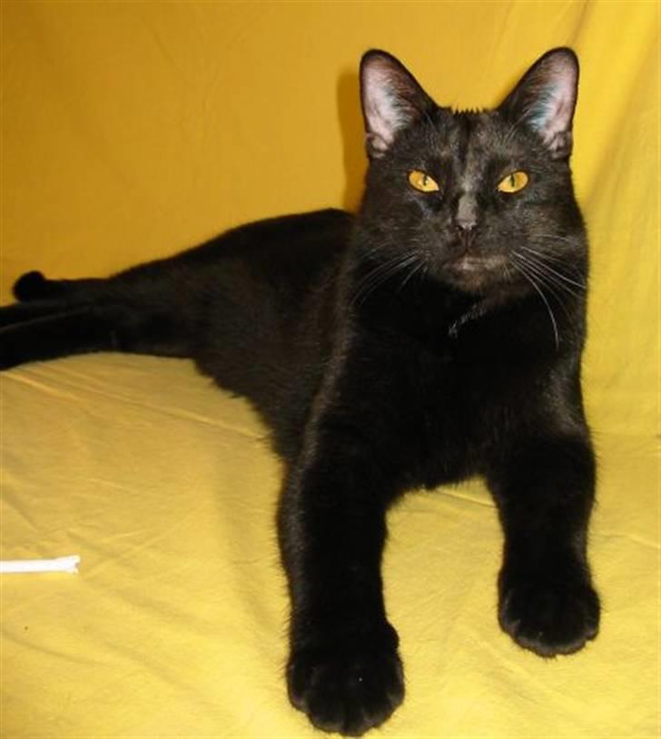 Huskat Nimbus - Februar 2007 - 10 mdr. gammel billede 1