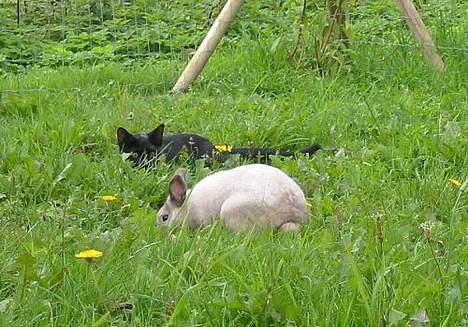 Huskat Nimbus - Frokost? billede 2