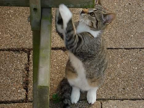 Huskat Katja - HAHA! Fanget! billede 9