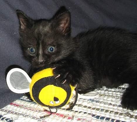 Huskat Nimbus - Maj 2006 - 5 uger gammel billede 4