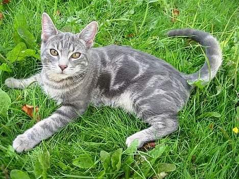 Huskat Akeleje billede 1