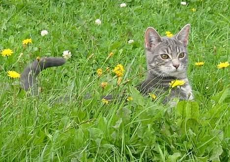 Huskat Akeleje billede 2
