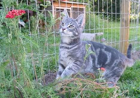 Huskat Akeleje billede 3