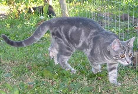 Huskat Akeleje billede 4
