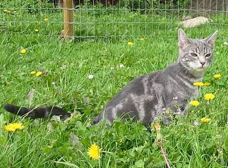 Huskat Akeleje billede 5