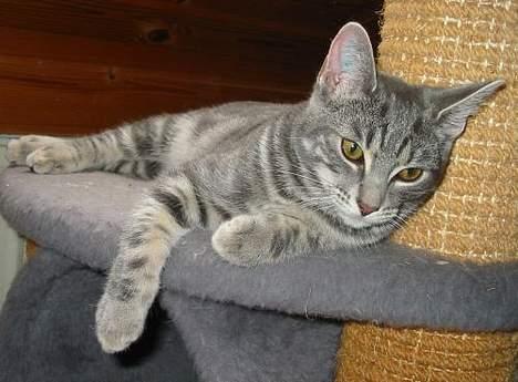 Huskat Akeleje billede 6