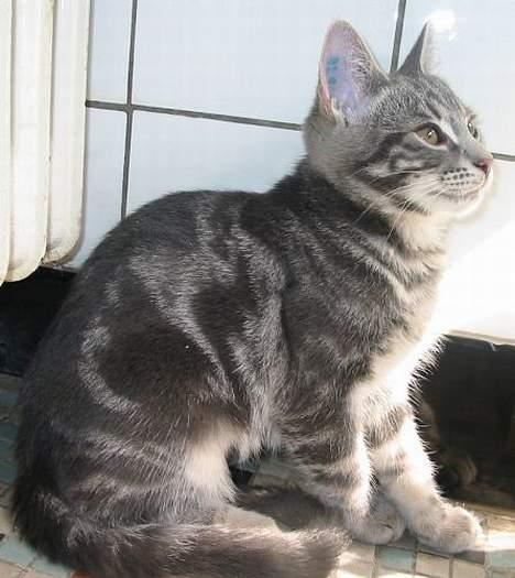 Huskat Akeleje billede 7