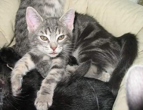 Huskat Akeleje billede 8