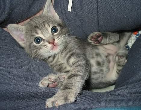 Huskat Akeleje billede 9