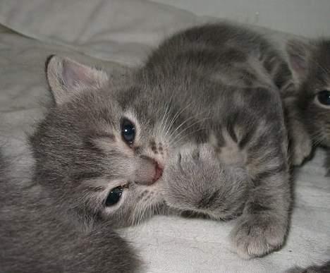 Huskat Akeleje billede 10