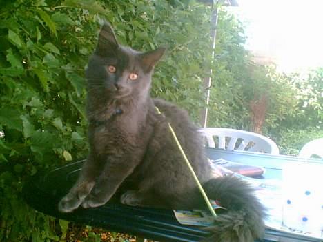 Maine Coon Sofus billede 1