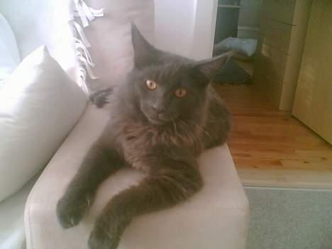 Maine Coon Sofus billede 2